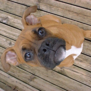 Chester Boy