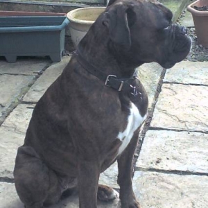 tess pondering
