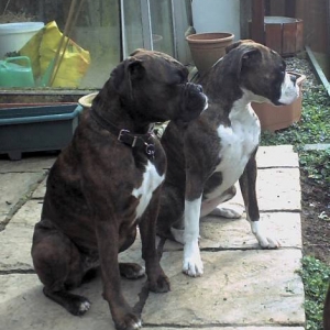 Tess and Belle posing
