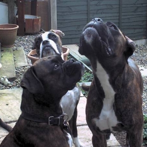 the singing trio