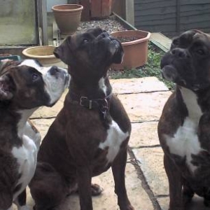 three wise monkeys