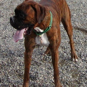 Scoping the Dog Park