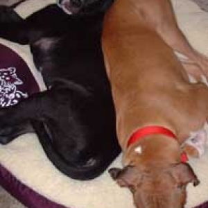 cuddle bugs