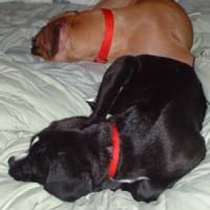 sleeping dogs