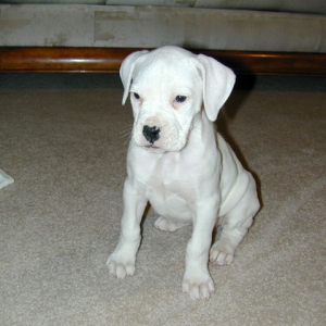 Bianca (7 Weeks) Sitting