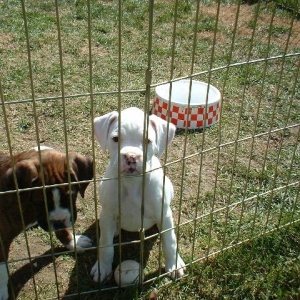 8 Weeks