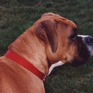 Tallie
