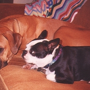 Tallie & her Roomie Mitzie