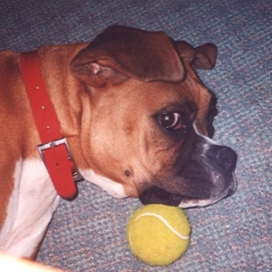 Nobody touchs my tennis ball