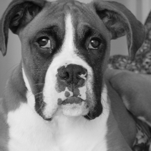 GQ Rocky