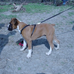 What a handsome Dog!!
