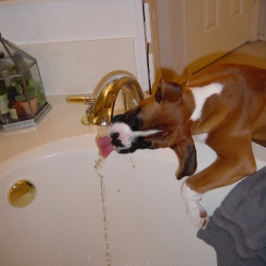 Rocky learned how to turn the water on!