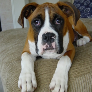 Big Paws