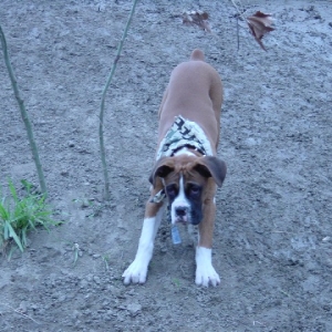 River Rat