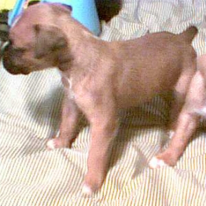 Lucky at 4 Weeks