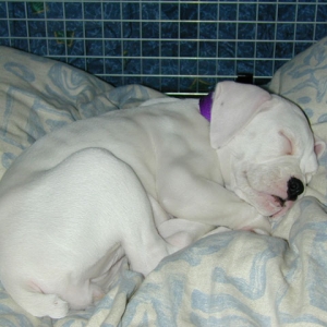 Bianca (8 Weeks) Sleeping