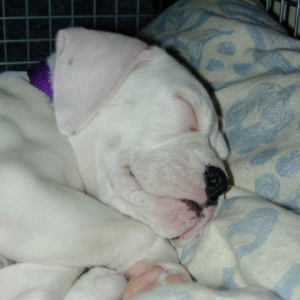 Bianca's (8 Weeks) Face