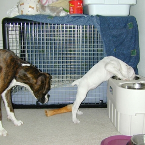 Bianca (8 Weeks) Eating Dasia's (9 Months) Food