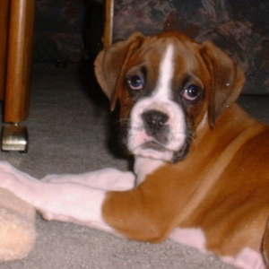 Ozzy 9wks