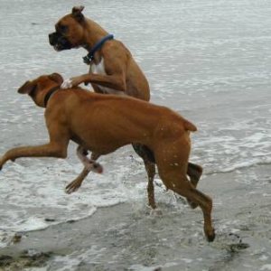 Munin and Bosco Beach 2