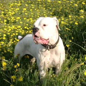 AVRA
