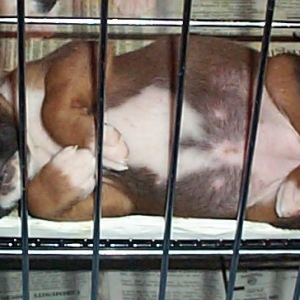Sleeping puppy