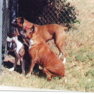 3 Boxeteers!  Sept 2000