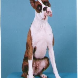 Loki - 14 months - Who, me?