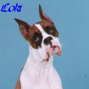 Loki - 14 months - Who, me?