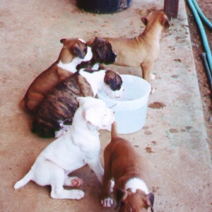 Lazy Nines Boxers May 2000 litter