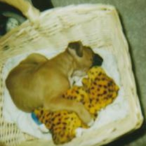 1st day home for Cashious(6 weeks old)