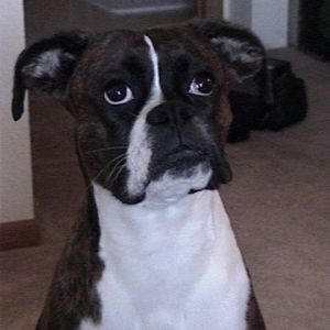 Curly just wanting the pictures to be over!