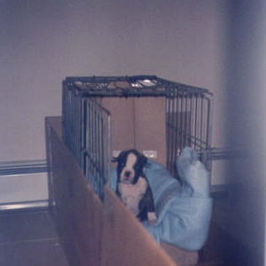 Kasey's new crate
