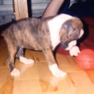 Kasey playing with her ball