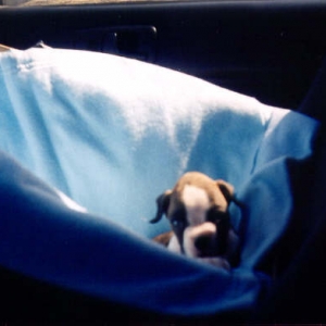 On the way home