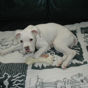 11 weeks