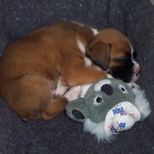 7 week old baby Blitz