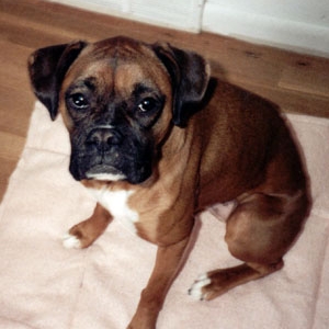 Jingo & New Blankie