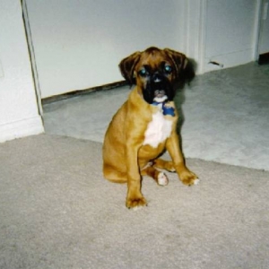 Tyson @ 9 weeks