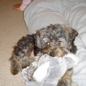 His favorite Toy