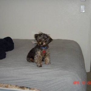 Is that a toy or a dog???