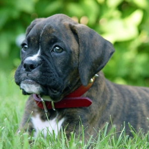 Our new pup Kabu