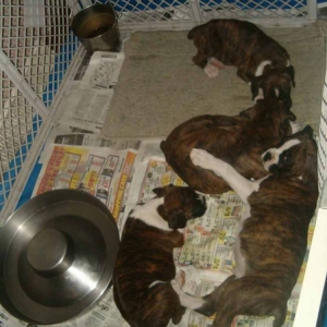 Sleeping Cuties
