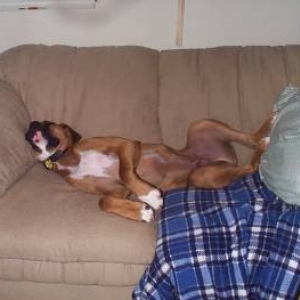 dreaming of doggie treats