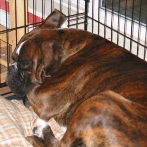 Loko Sleeping