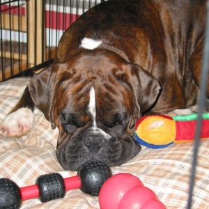 Hogging the toys