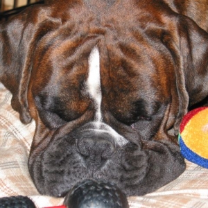 Dreaming of toys