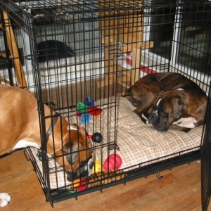 Bono stealing a toy from Loko