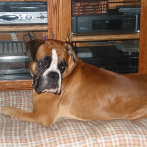 Bono in front of the TV