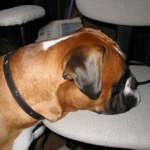 Why do I have to have MY collar on?